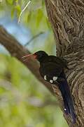 Violet Wood Hoopoe