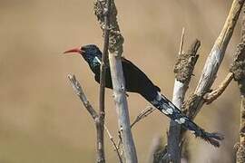 Green Wood Hoopoe