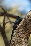 Green Wood Hoopoe