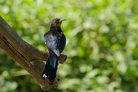 Green Wood Hoopoe