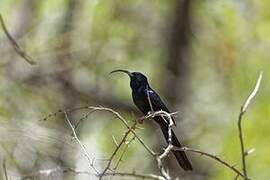 Common Scimitarbill