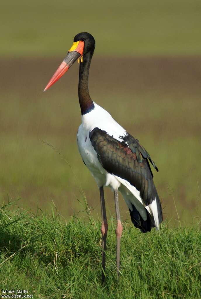 Saddle-billed Stork male adult, identification