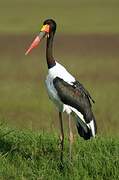 Jabiru d'Afrique