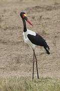 Saddle-billed Stork