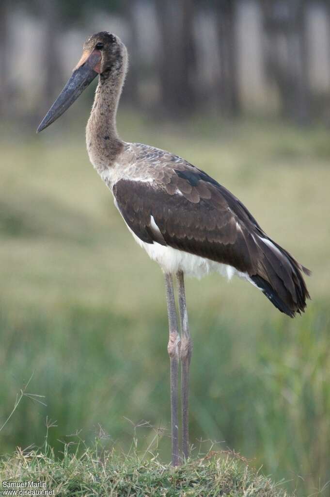 Saddle-billed Storkjuvenile, identification