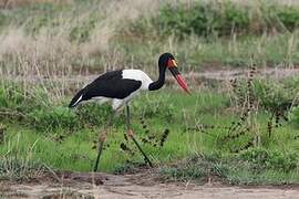 Jabiru d'Afrique