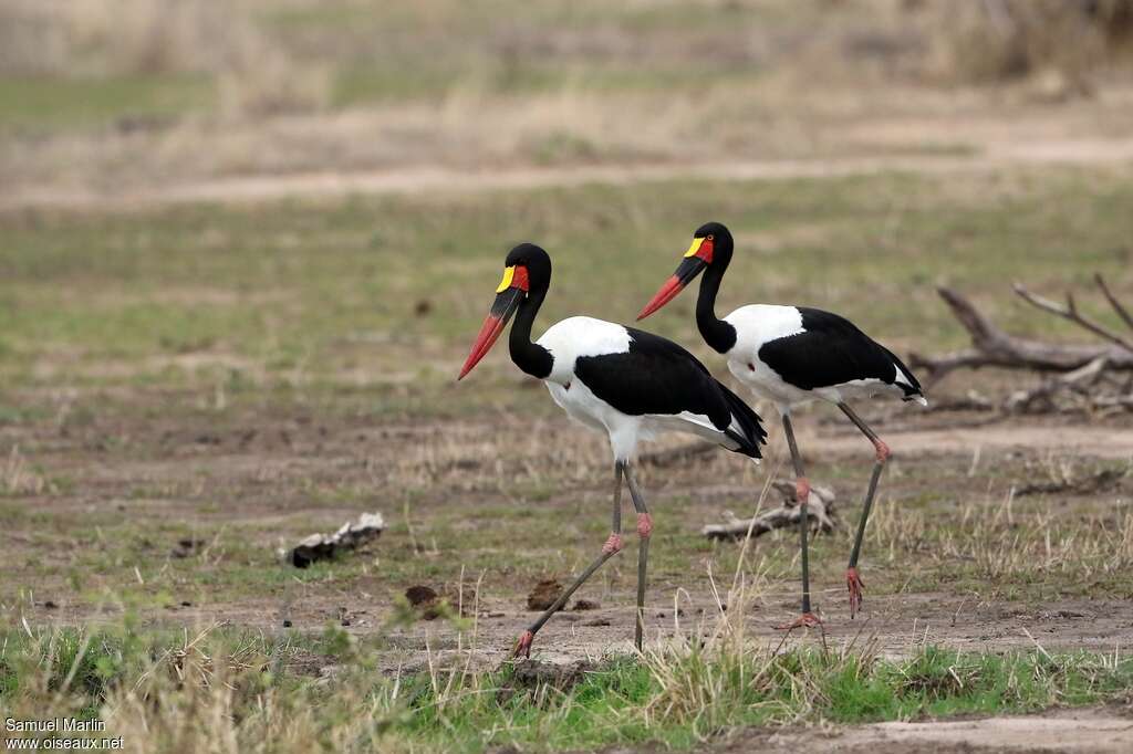 Jabiru d'Afriqueadulte nuptial, habitat, pigmentation