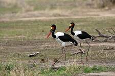 Jabiru d'Afrique