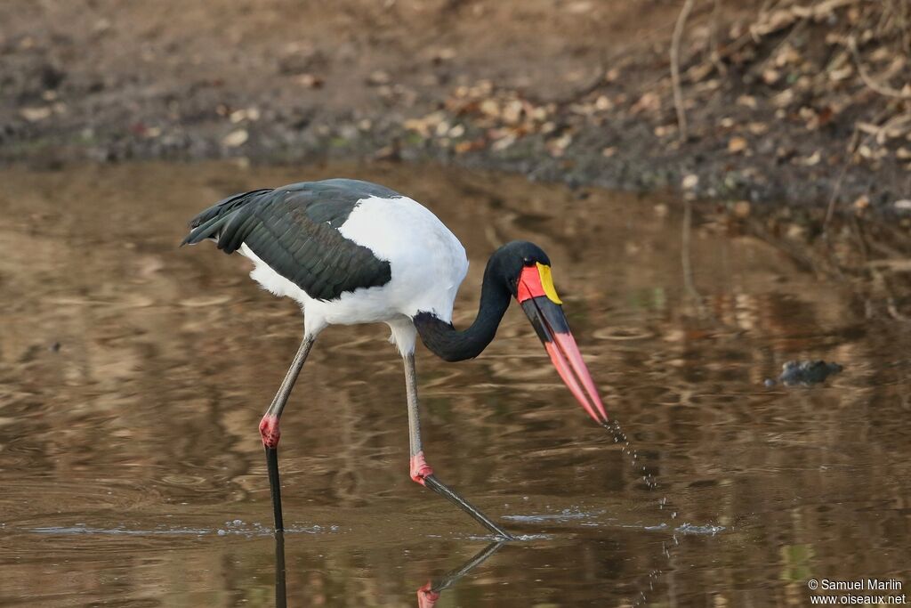 Jabiru d'Afrique