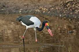 Saddle-billed Stork