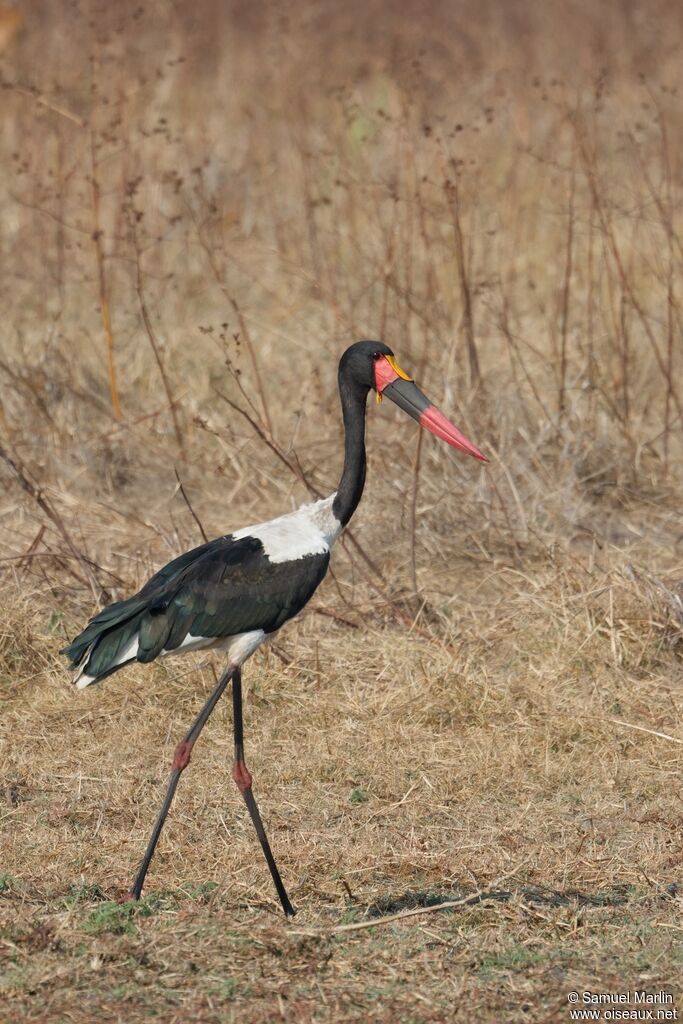 Saddle-billed Stork male adult