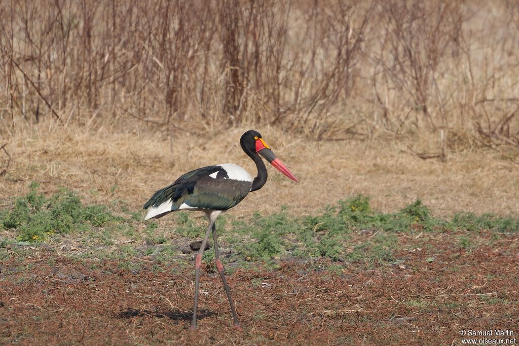 Saddle-billed Stork