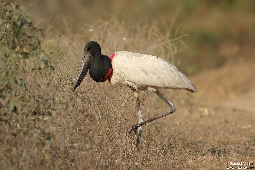 Jabiru