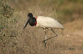 Jabiru