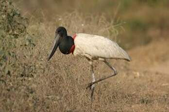 Jabiru d'Amérique