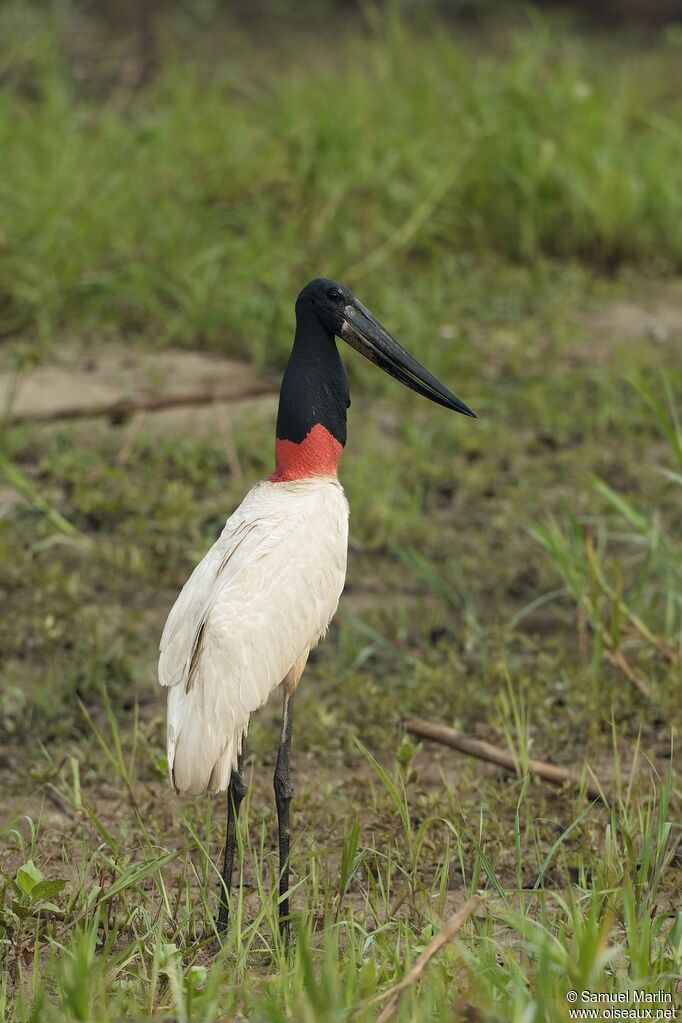 Jabiruadult