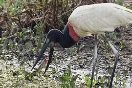 Jabiru