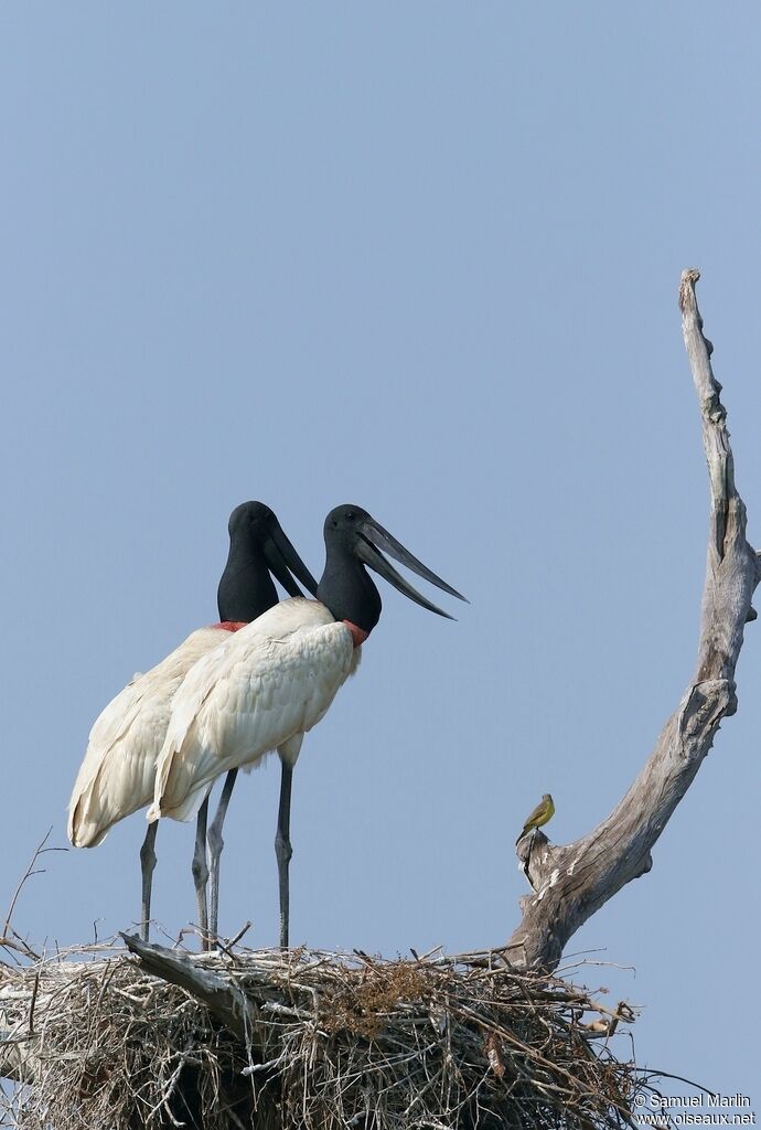 Jabiru d'Amériqueadulte, Nidification