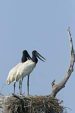 Jabiru d'Amérique