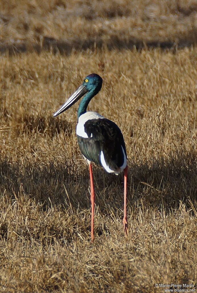 Jabiru d'Asie femelle adulte