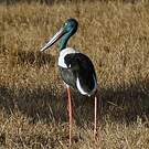 Jabiru d'Asie