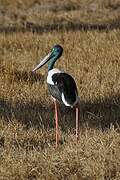 Black-necked Stork