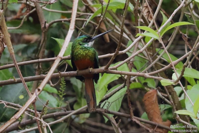 Rufous-tailed Jacamar male adult