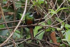 Rufous-tailed Jacamar