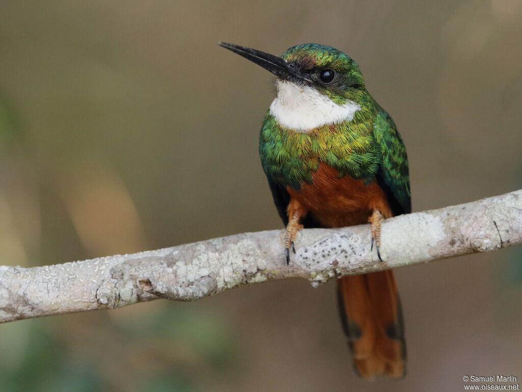 Jacamar à queue rousse mâle adulte