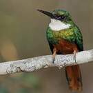 Jacamar à queue rousse
