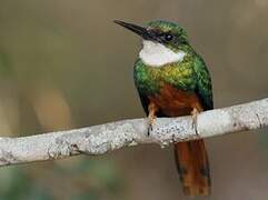 Rufous-tailed Jacamar