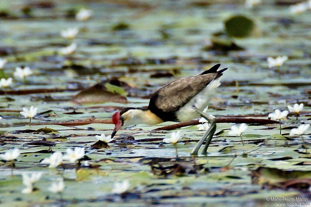 Jacana à crête mâle adulte