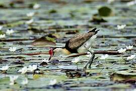 Comb-crested Jacana