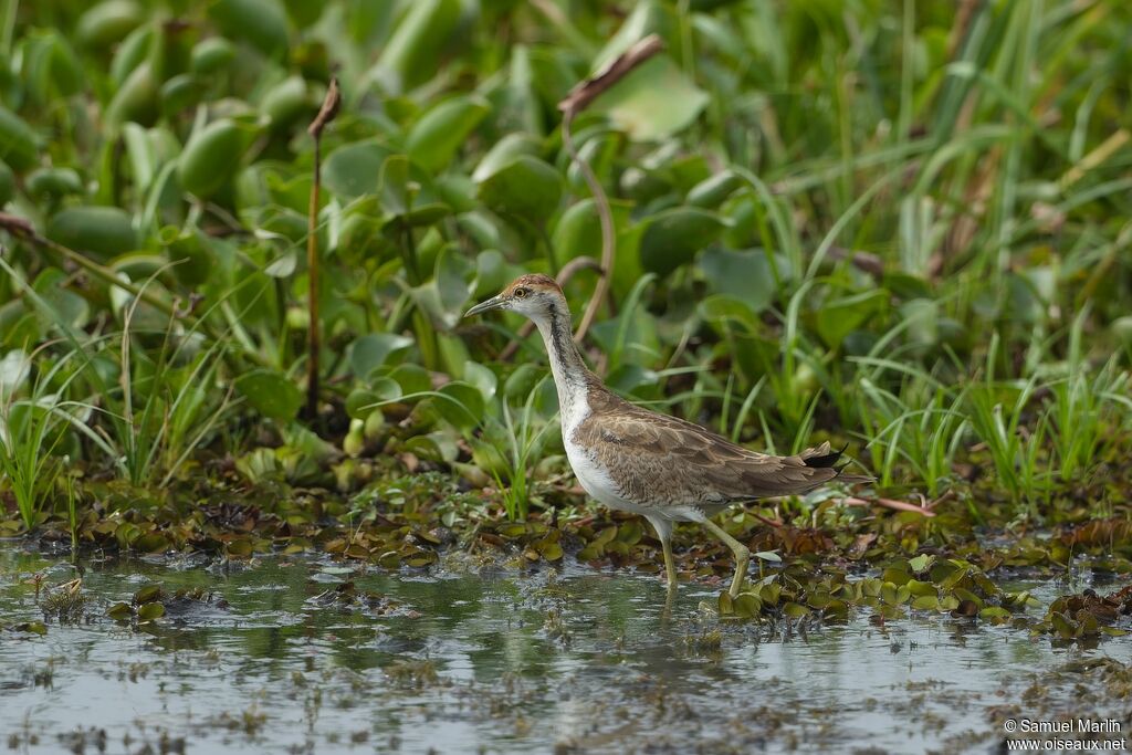 Jacana à longue queuesubadulte