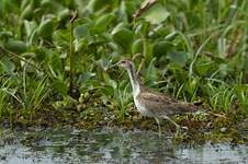 Jacana à longue queue