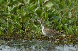 Pheasant-tailed Jacana