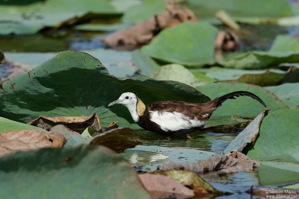 Pheasant-tailed Jacana male adult