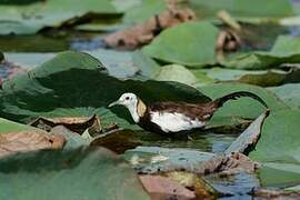 Pheasant-tailed Jacana