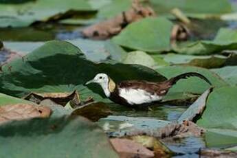 Jacana à longue queue