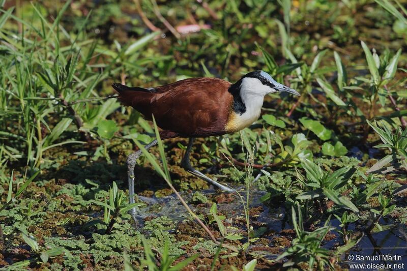 African Jacana male adult