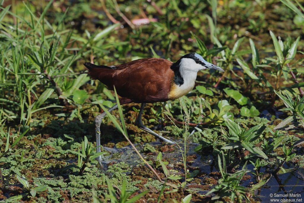 Jacana à poitrine dorée mâle adulte