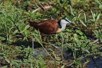 Jacana à poitrine dorée