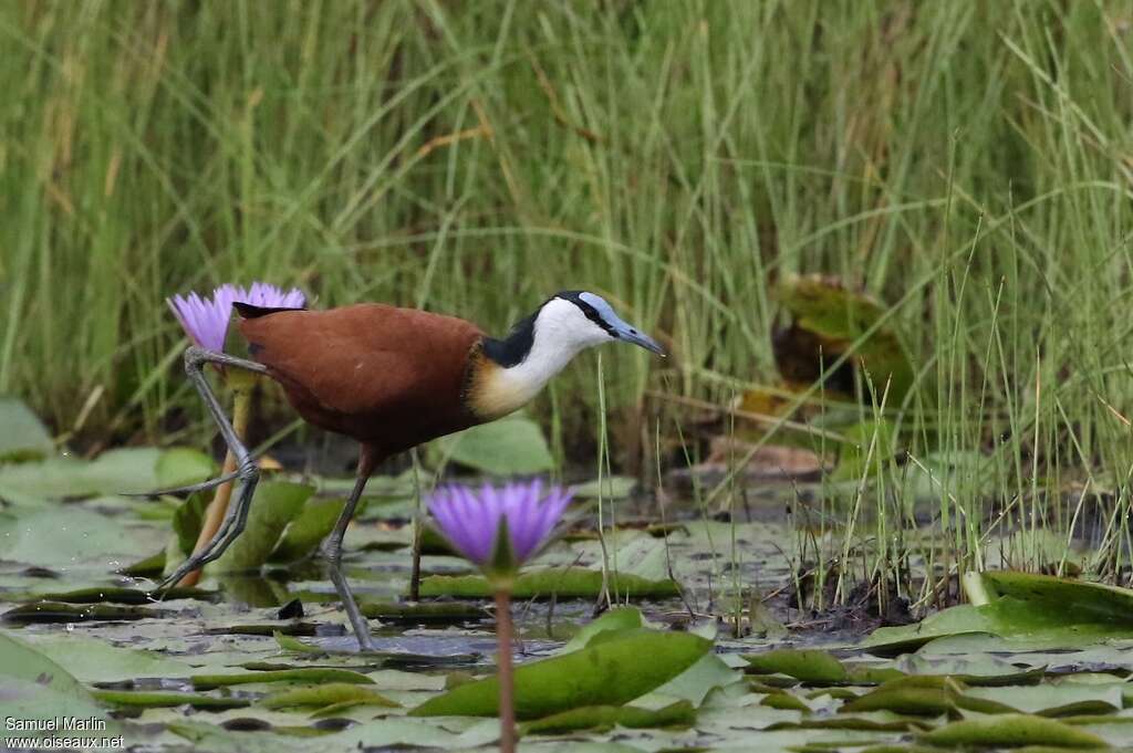 Jacana à poitrine doréeadulte, habitat, pigmentation