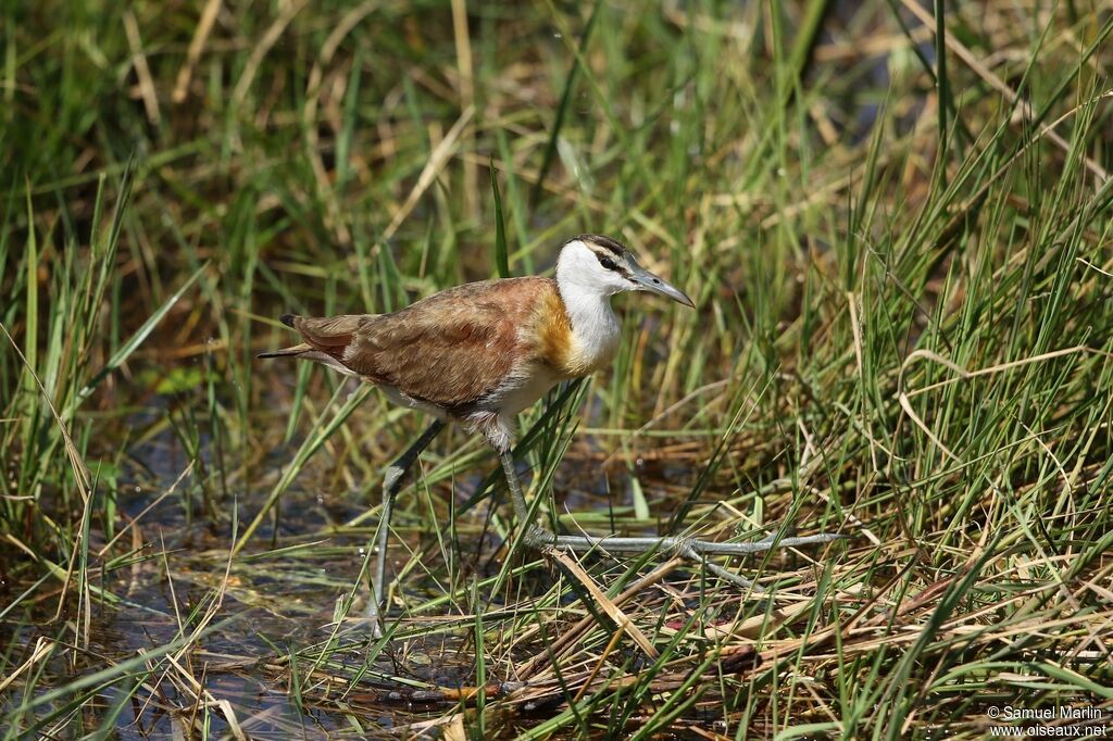 African Jacanajuvenile