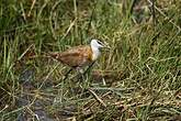 Jacana à poitrine dorée