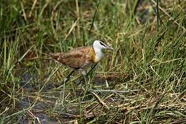 African Jacana