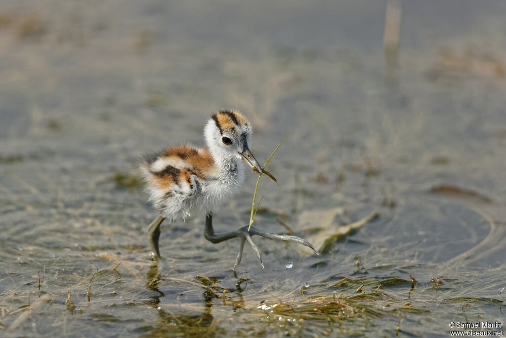 Jacana à poitrine dorée