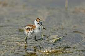 Jacana à poitrine dorée