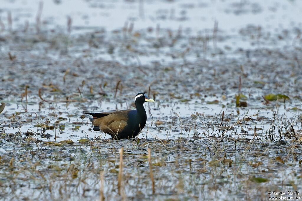 Bronze-winged Jacana male adult