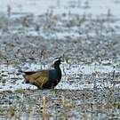 Jacana bronzé
